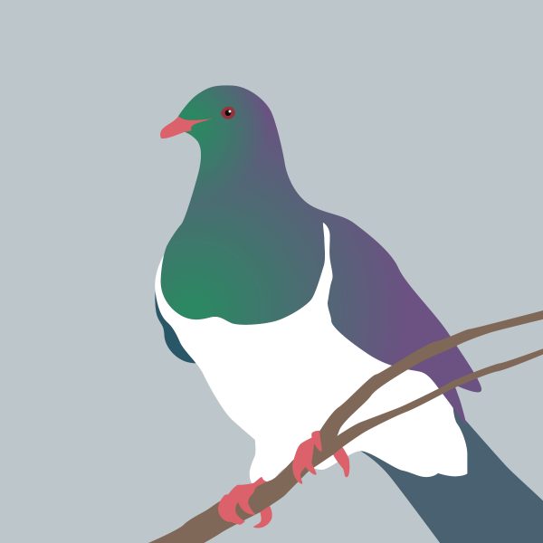 wwt-kereru-600×600